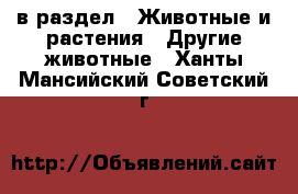  в раздел : Животные и растения » Другие животные . Ханты-Мансийский,Советский г.